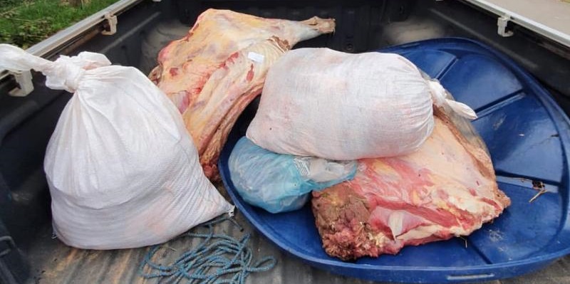 No Acre, 203 kg de carne são apreendidos após furto de bois
