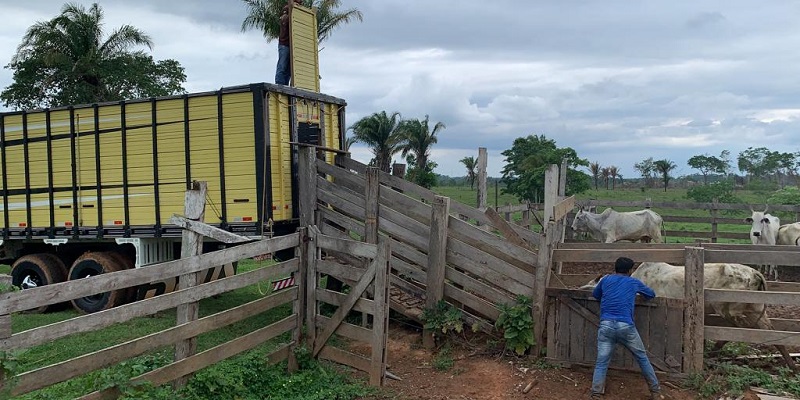 Gado furtado na Transacreana é encontrado nesta terça-feira