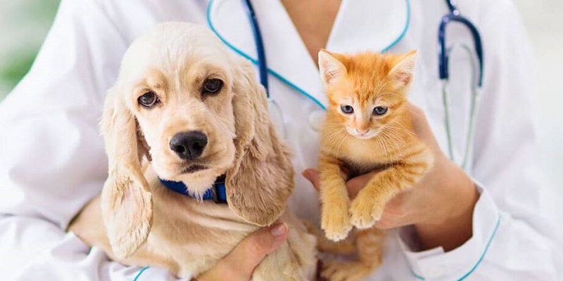 Centro Zoonoses de Rio Branco promove vacinação antirrábica neste sábado