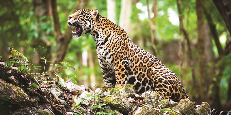 MPF recorre a sentença de caçadores pela morte de animais