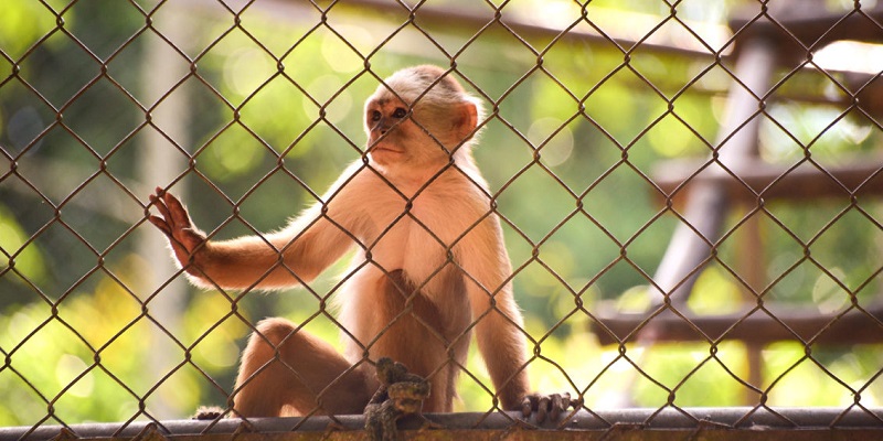 Parque Ambiental Chico Mendes terá novas regras para visitação; entenda