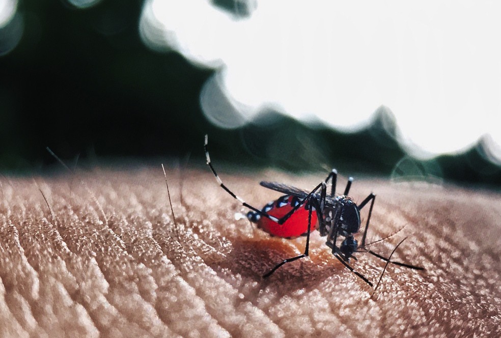 Acre corre risco de epidemia de dengue em 2022, diz relatório