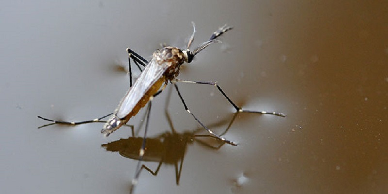 Alto risco de infestação por Aedes aegypti em Rio Branco pode ocasionar epidemia