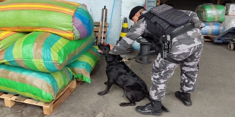 Cães farejadores da PM identificam cocaína em carga de madeira