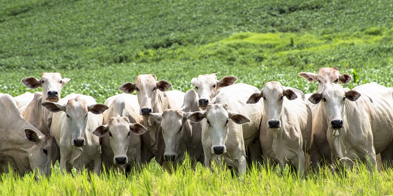No Acre, governo reduz cálculo de ICMS nas operações com gado