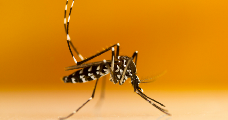 Aedes aegypti: Cruzeiro do Sul registra aumento de 60% no número de casos dengue