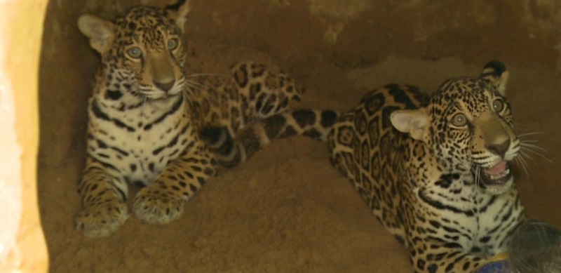 Parque Chico Mendes é nova moradia de onças Maiara e Maraísa