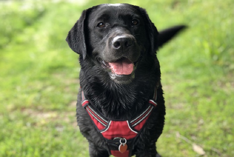 Lei que garante permanência de cães de terapia em locais públicos e privados é sancionada no Acre