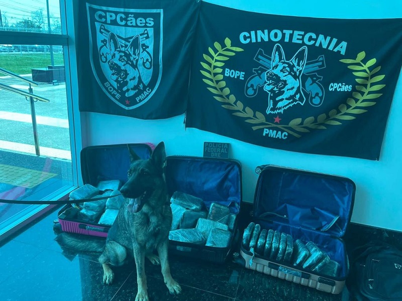 CPcães apreende mais de 40 quilos de Skunk em ônibus que vinha de Cruzeiro do Sul para Rio Branco