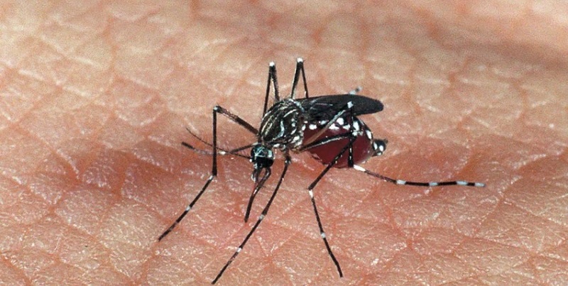 Criança de 5 anos é internada com dengue hemorrágica em Rio Branco