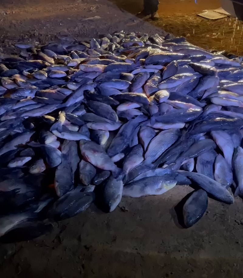 Em Tarauacá, tonelada de peixes considerada imprópria para consumo é descartada por agentes do IDAF