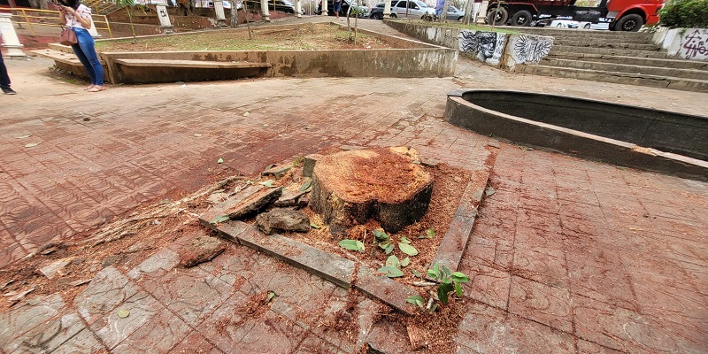 Equipe da Prefeitura de Rio Branco derruba árvore por engano na Praça dos Tocos