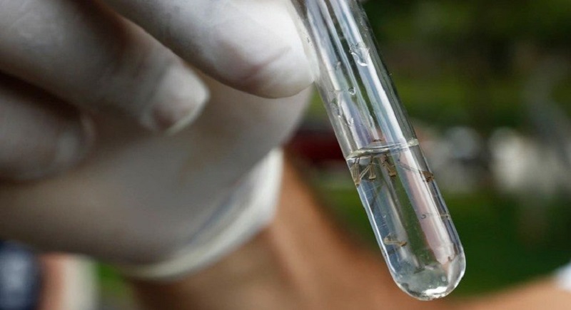 Vacina contra a dengue do Instituto Butantan atinge eficácia de 79,6%