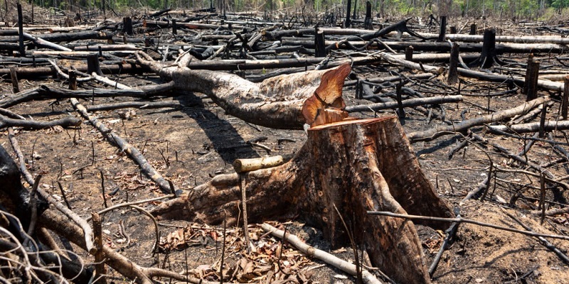 Órgãos federais de combate a crimes ambientais no Acre esperam mais independência no Governo Lula