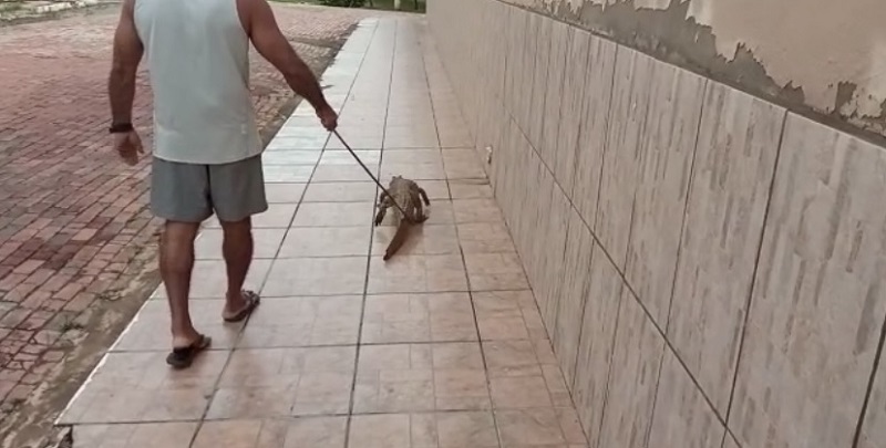 Em Rio Branco, jacaré aparece em frente a residência de morador do bairro Universitário