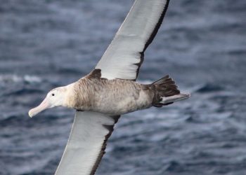 Gripe aviária leva Brasil a decretar emergência zoossanitária