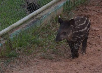 Filhote de anta vira atração no Parque Chico Mendes em Rio Branco