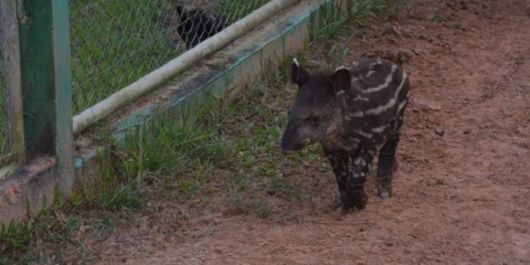 Filhote de anta vira atração no Parque Chico Mendes em Rio Branco
