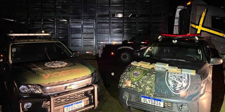 Polícia apreende entorpecentes dentro de caminhão boiadeiro em Senador Guiomard