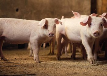 Em Rio Branco, lei que autoriza abate de animais de pequeno porte em propriedade rural privada é sancionada