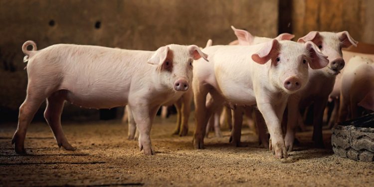 Em Rio Branco, lei que autoriza abate de animais de pequeno porte em propriedade rural privada é sancionada