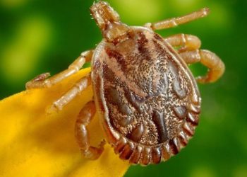 Saiba como evitar contato com o carrapato que causa a febre maculosa