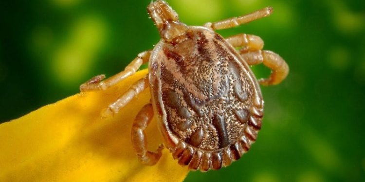 Saiba como evitar contato com o carrapato que causa a febre maculosa