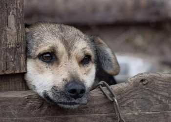 Homem suspeito de violência contra animais é preso no interior do Acre