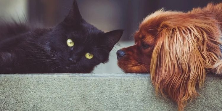 No Acre, lei que institui política de controle populacional de animais domésticos é sancionada