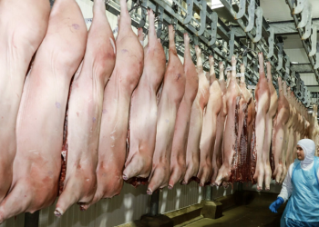 Acre recebe autorização para exportar carne suína para a República Dominicana