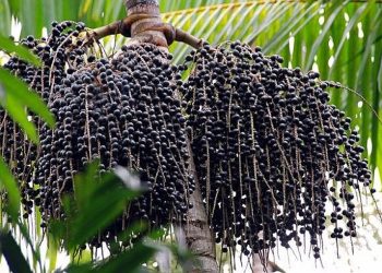 Açaí de Feijó conquista a primeira Indicação Geográfica para o produto no país