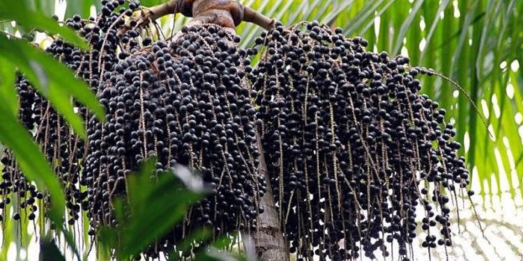 Açaí de Feijó conquista a primeira Indicação Geográfica para o produto no país