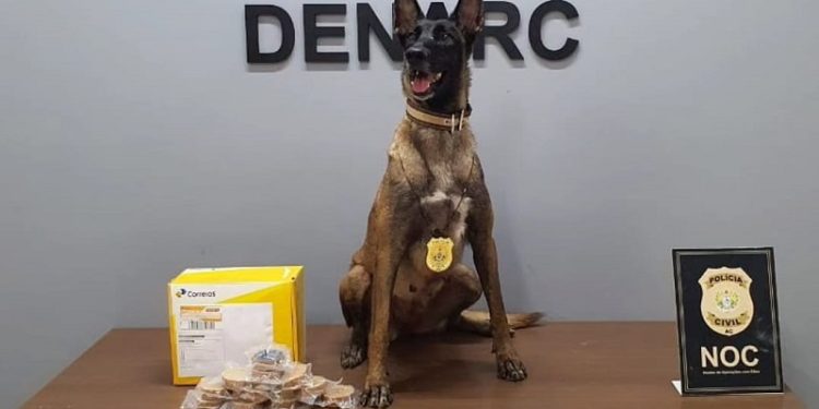 Cão farejador detecta drogas em agência dos Correios de Rio Branco com destino ao Tocantins
