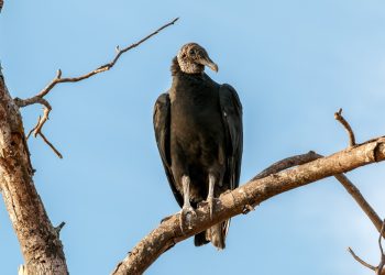 Urubus causam falta de energia para quase 216 mil no Acre em 2023