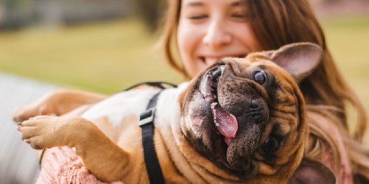 Lei proíbe tutores acusados de maus-tratos de adquirirem novos animais domésticos no Acre