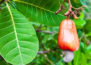 Homem é ferido com três terçadadas após discussão por caju no interior do Acre