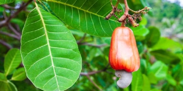 Homem é ferido com três terçadadas após discussão por caju no interior do Acre