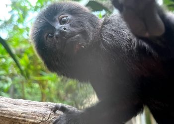 Macaquinha que vive presente em toda região da bacia Amazônica é a nova moradora do Parque Chico Mendes
