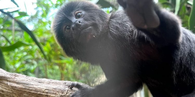 Macaquinha que vive presente em toda região da bacia Amazônica é a nova moradora do Parque Chico Mendes