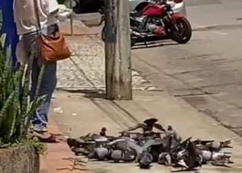 Vídeo registra momento em que mulher continua alimentando pombos em mercado de Rio Branco