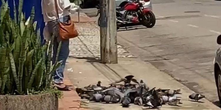 Vídeo registra momento em que mulher continua alimentando pombos em mercado de Rio Branco