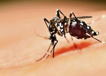 Sesacre confirma casos das doenças Mayaro e o Oropouche em cinco municípios do Acre