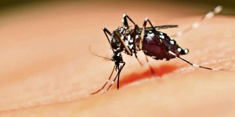 Sesacre confirma casos das doenças Mayaro e o Oropouche em cinco municípios do Acre