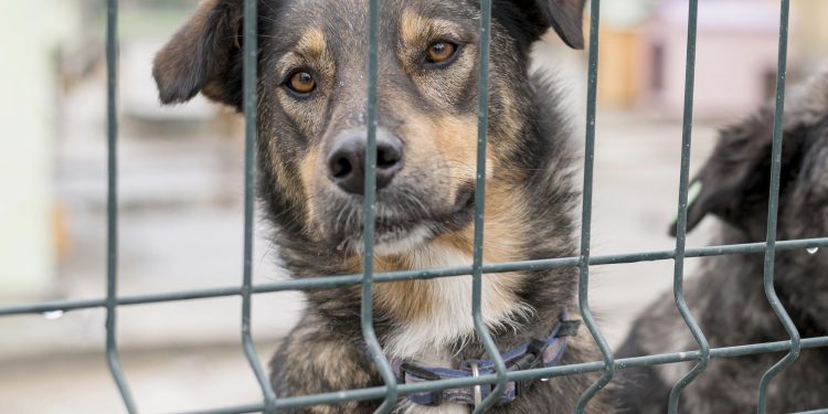 Lei a respeito da liberdade de habitação e circulação de animais domésticos em condomínios é sancionada no Acre
