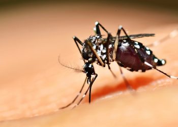 Infectologista acreano explica diferença entre tipos de dengue e os sintomas; confira