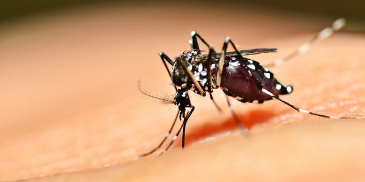 Infectologista acreano explica diferença entre tipos de dengue e os sintomas; confira