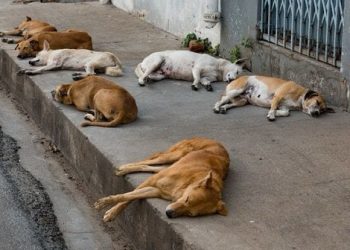 Lei que vai aplicar multa a donos de cães e gatos abandonados nas ruas é sancionada