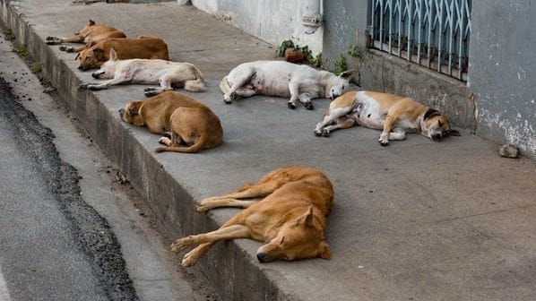 Lei que vai aplicar multa a donos de cães e gatos abandonados nas ruas é sancionada
