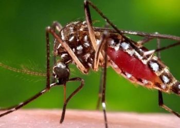 Acre registra 52 casos dos novos vírus Oropouche e Marayo; entenda a gravidade