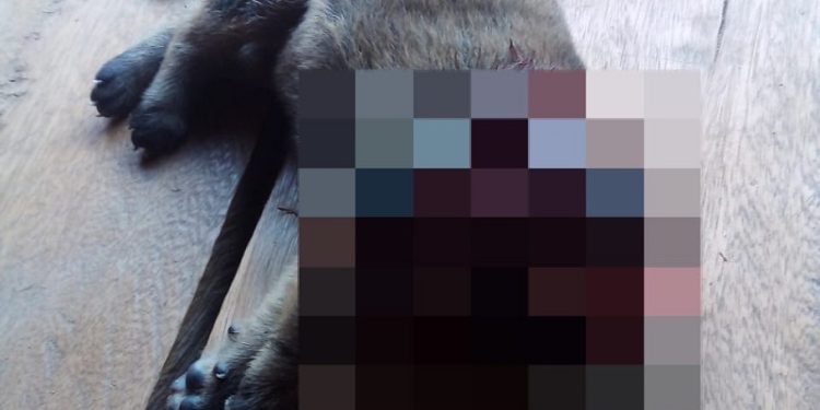 No interior do Acre, tutor mata cadela da raça Chow-chow por animal fazer “muito barulho”